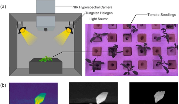 基于近红外高光谱成像和机器学习的番茄幼苗叶片光合色素预测研究