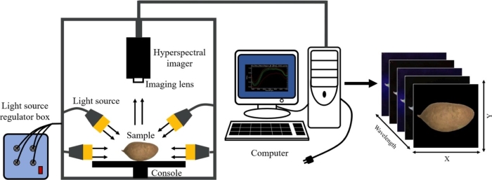 红薯瑕疵无处遁形！高光谱成像技术：品质检测的“超级显微镜”