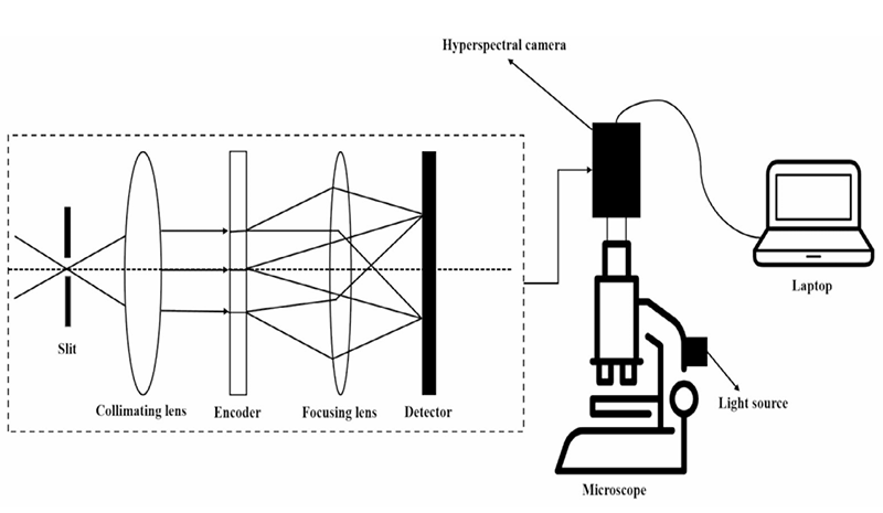 高光谱成像预测膀胱癌分级：一种新型诊断策略