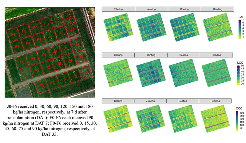 精准农业∣基于无人机载高光谱成像的水稻叶绿素监测